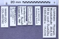 Etiketten zu Cardiophorus opacus (Gurjeva, 1966) (NHMW-ZOO-COL-0007062)